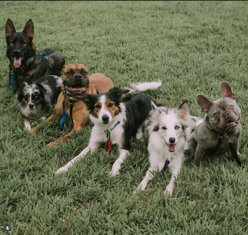Dogs in training