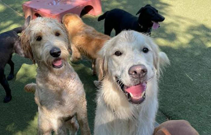 group of dogs having fun