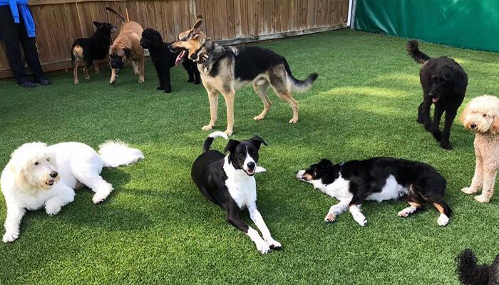 group of dogs playing at camp