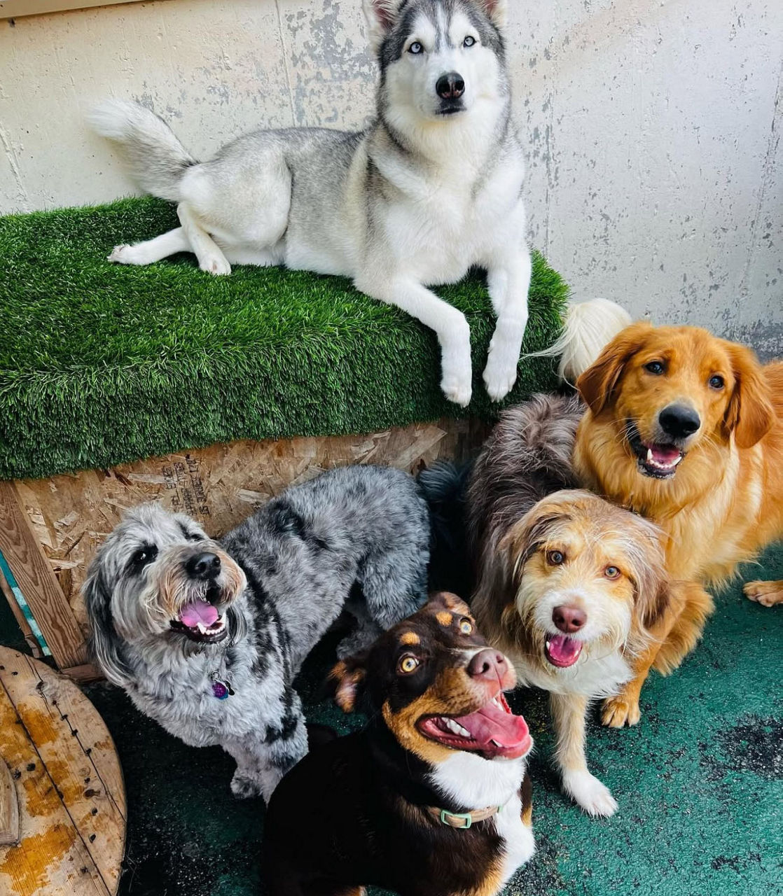 Happy dogs outside