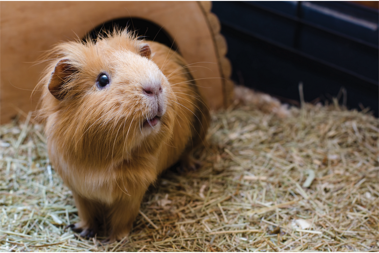 guinea-pig-cage