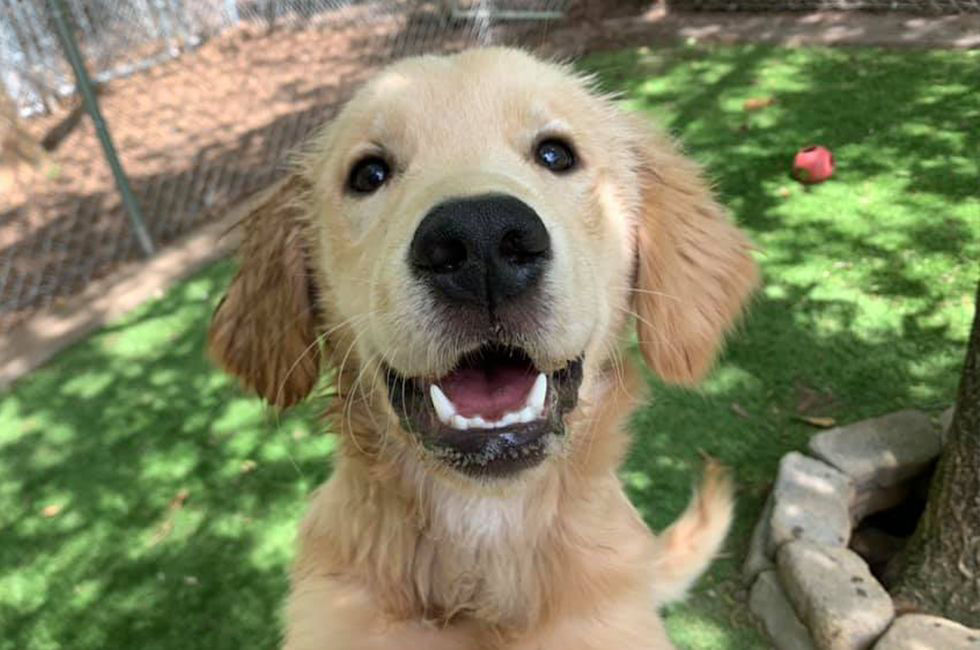 happy and healthy dog