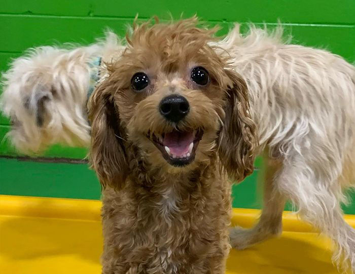 Smiling furry brown dog