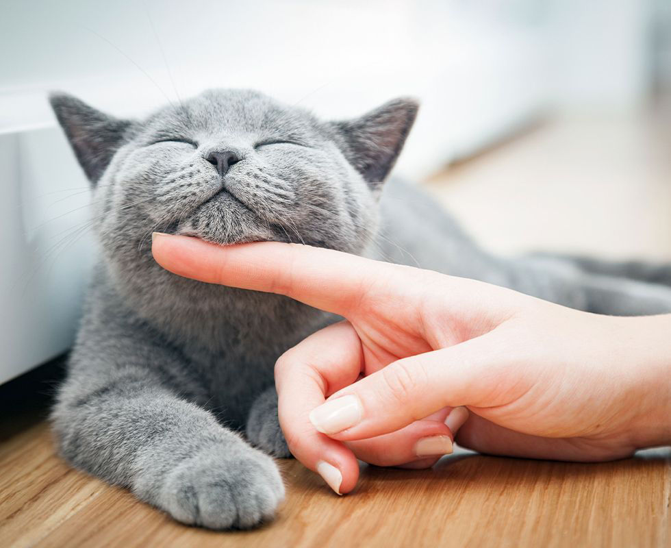 happy british shorthair cat