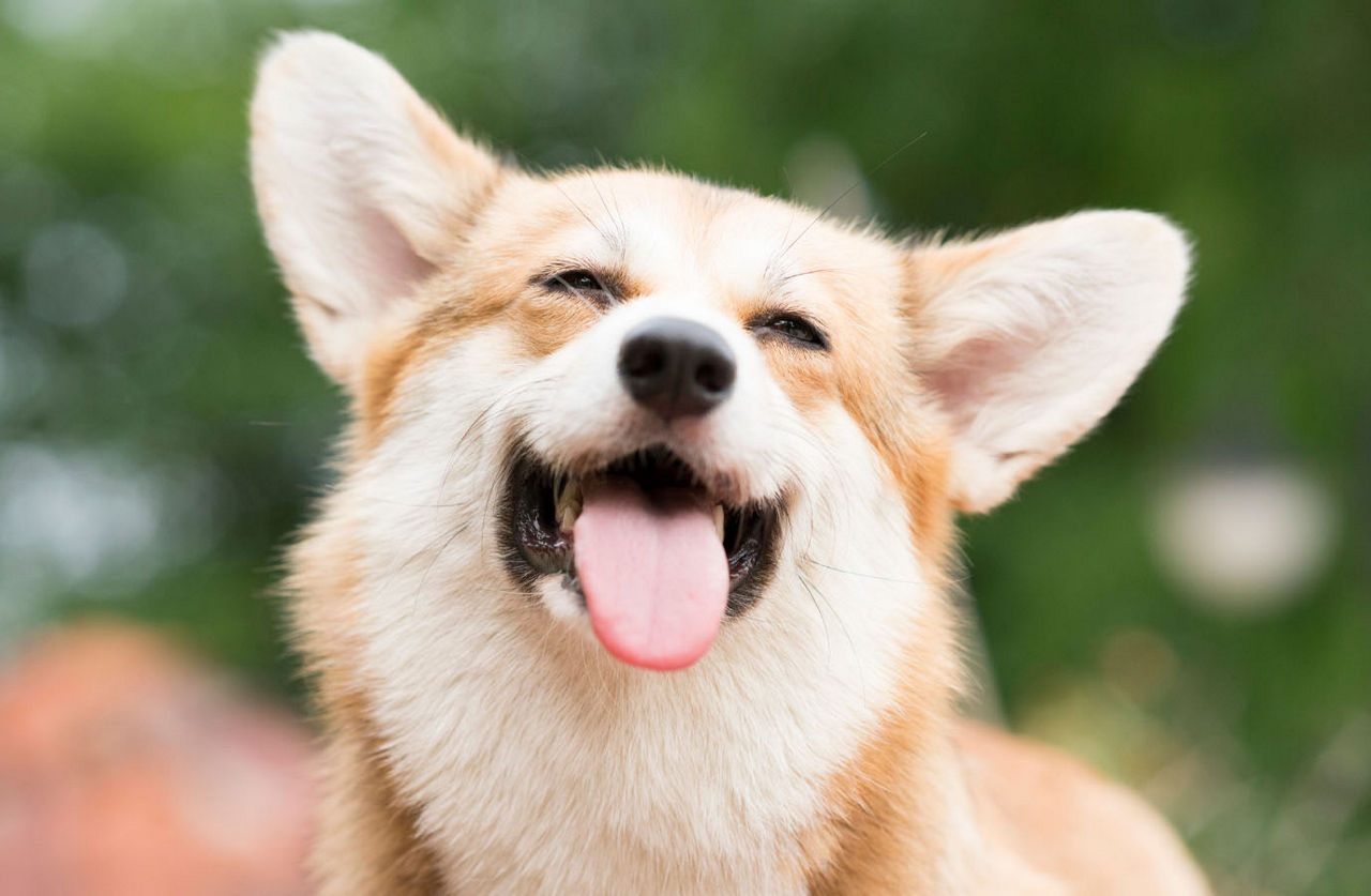 Happy Corgi