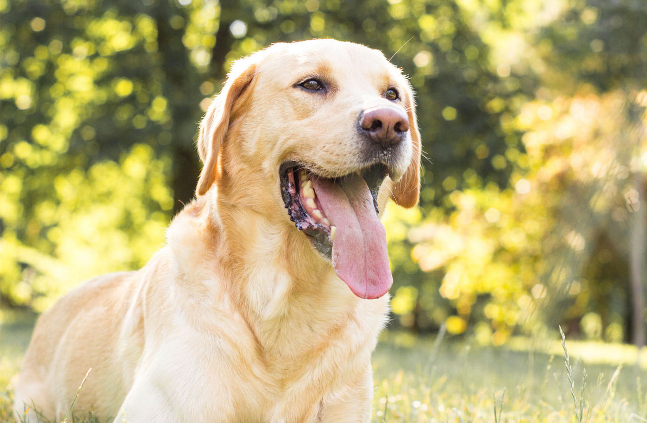 happy dog