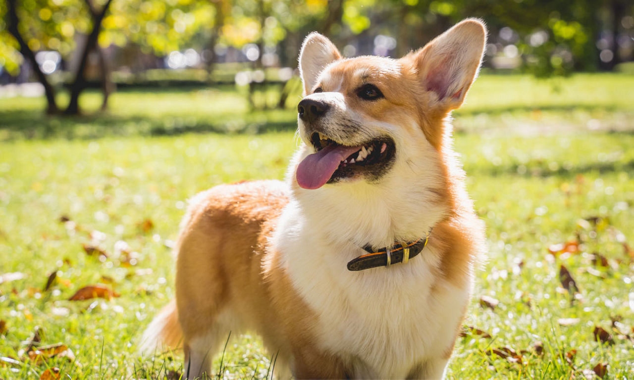 Happy dog