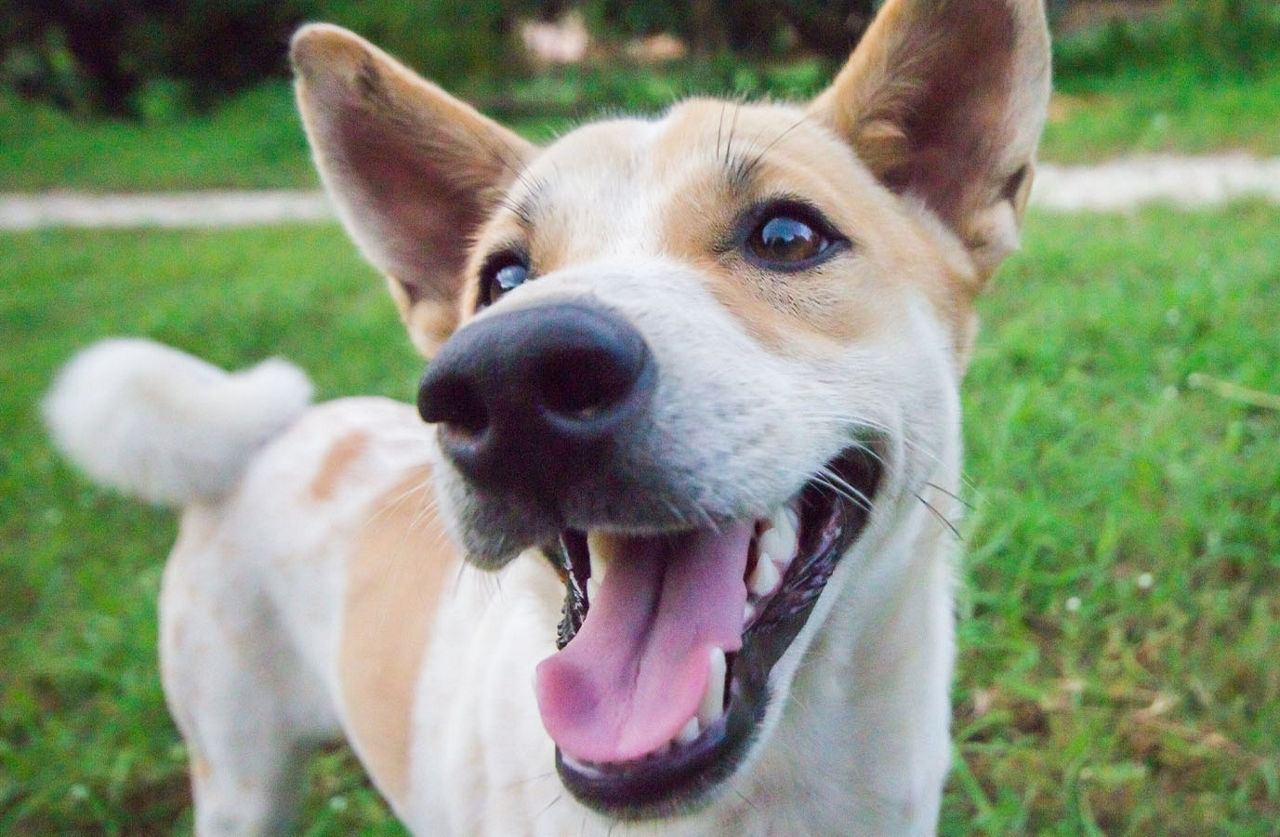 dog playing in park