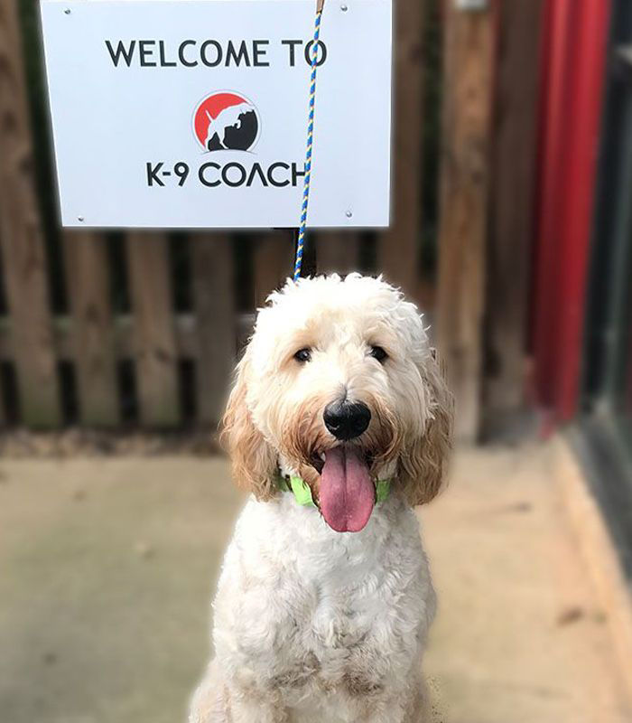 welcome to k-9 coach logo with dog