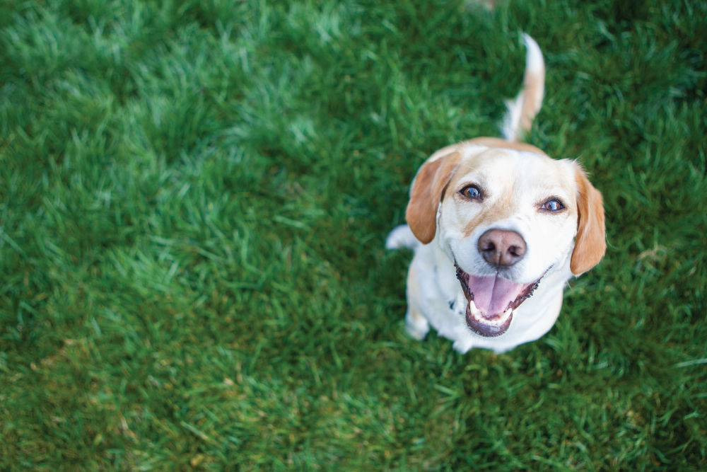 Yellow lab sitting in grass looking up.