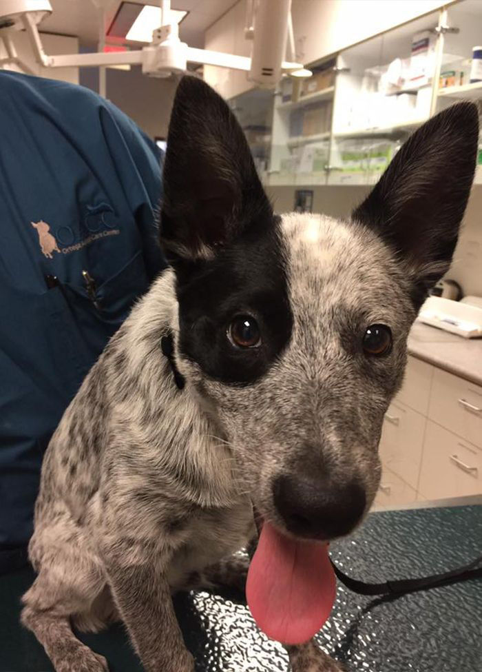 happy dog waiting for a health routine check