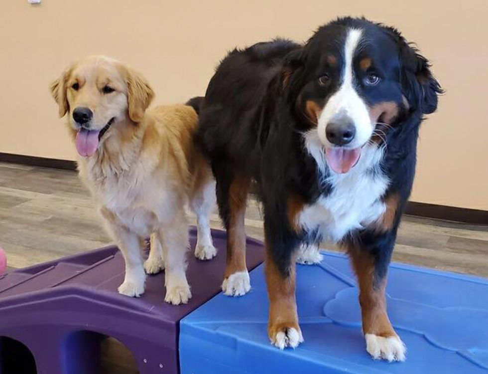happy dogs at carefree pet resort