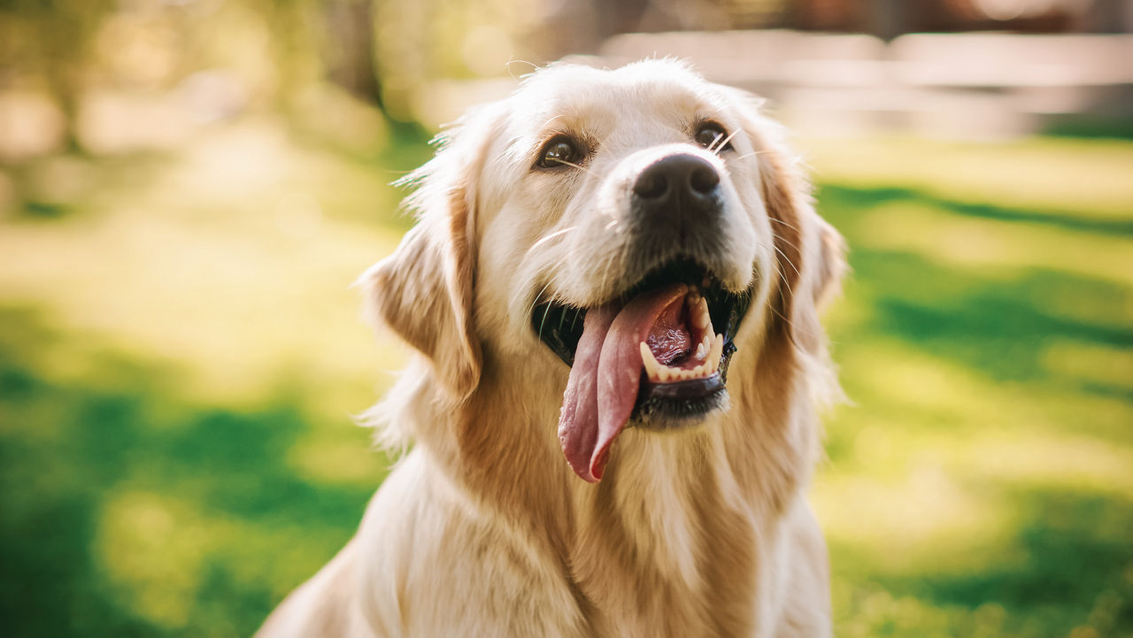 Happy golden retriever dog with tongue out.