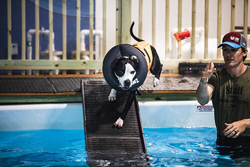 Groomer bathing black dog.