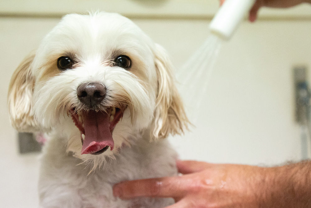 White dog being groomed.