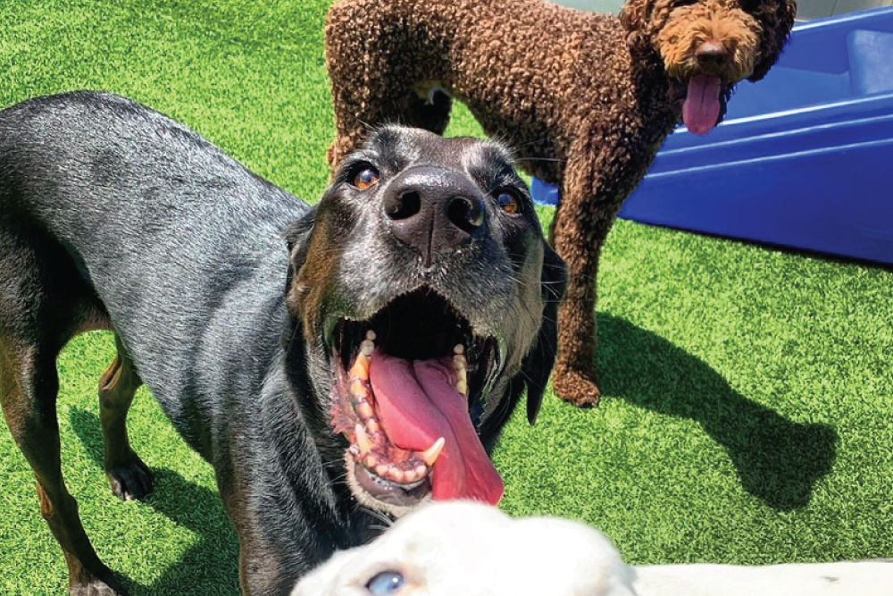 happydog-daycare