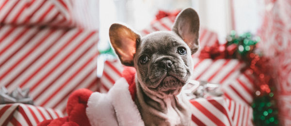 French Bulldog with Holiday Presents