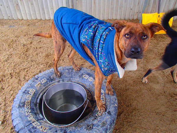 Dog bathing tub