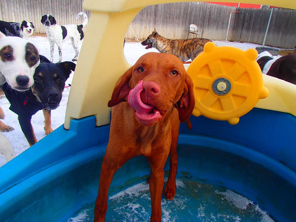 Dog bathing