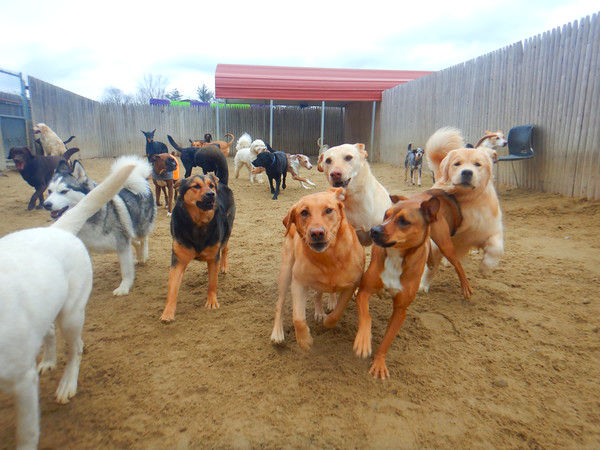 Dogs playing