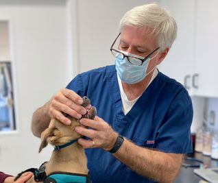 Dental check up