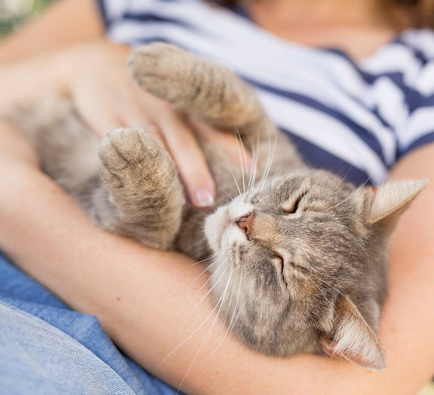 woman wearing a striped blouse holding a short hair cat in her arms