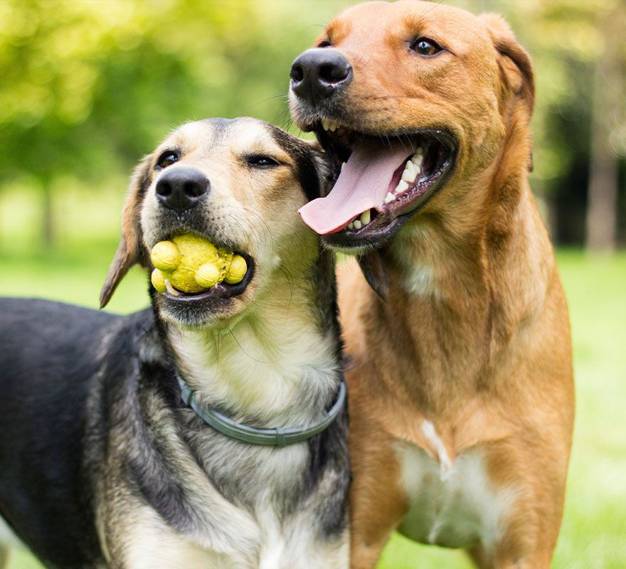 dogs playing on the grass at the park in dog boarding at all community animal hospital