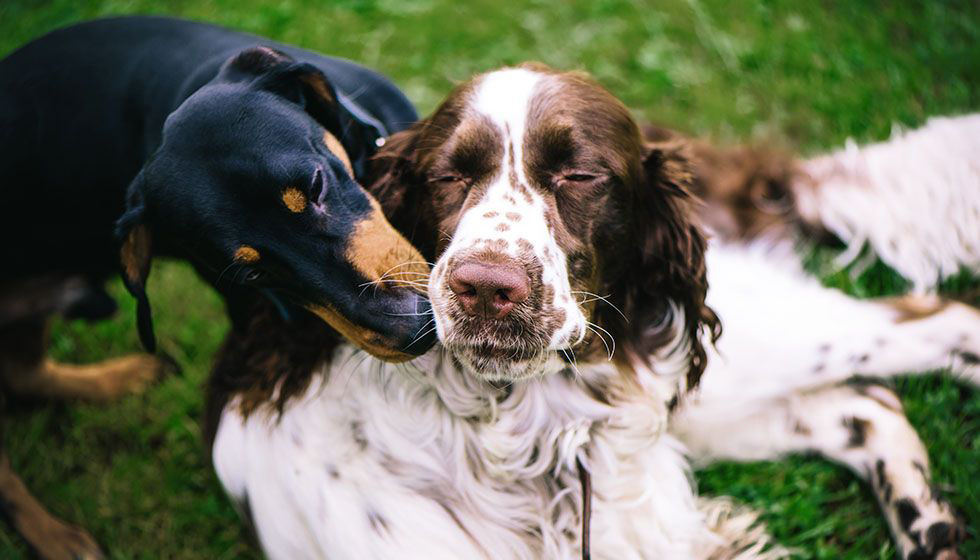 Pet Boarding Jonesboro Animal Hospital