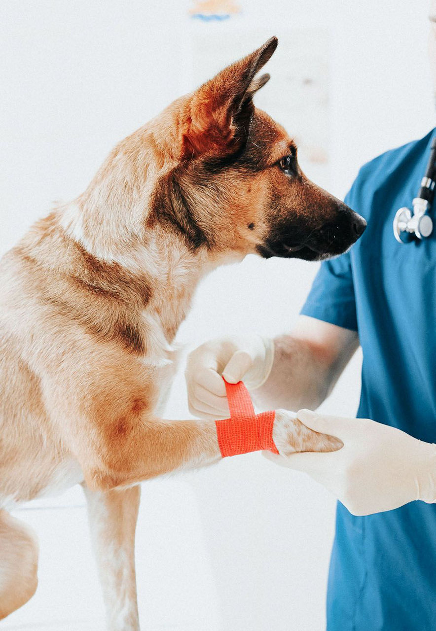 Emergency Vet & Urgent Care Jonesboro Animal Hospital