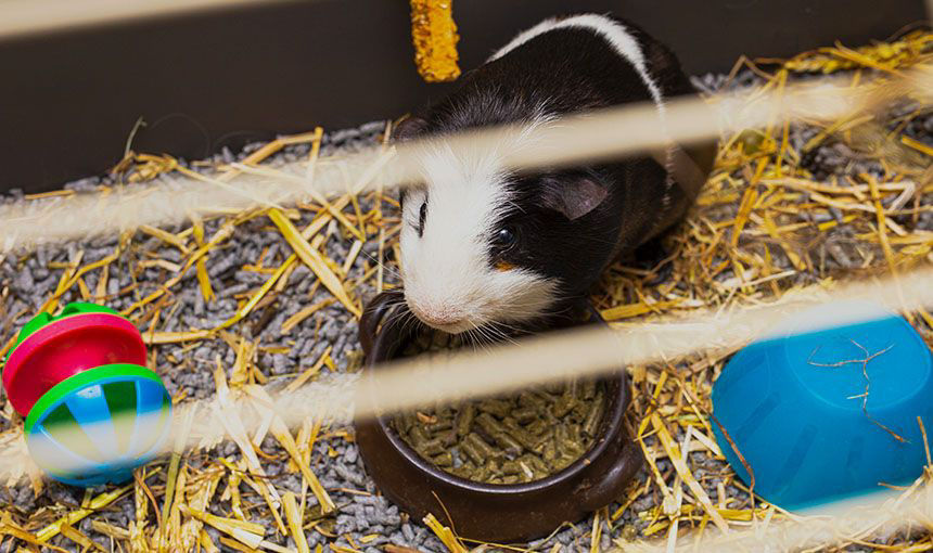 guinea pig in his cage looking at the camera at all community animal hospital