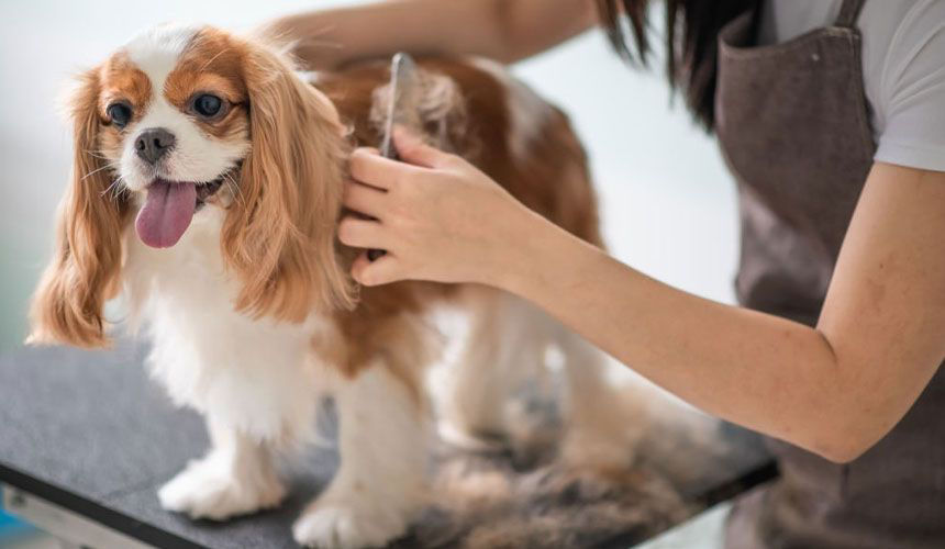 dog is being groomed by groomer