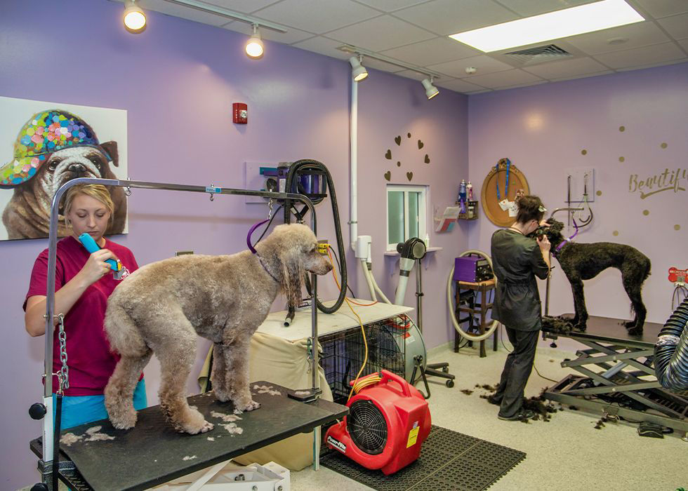 pet groomer giving a cut to a black dog at club canine