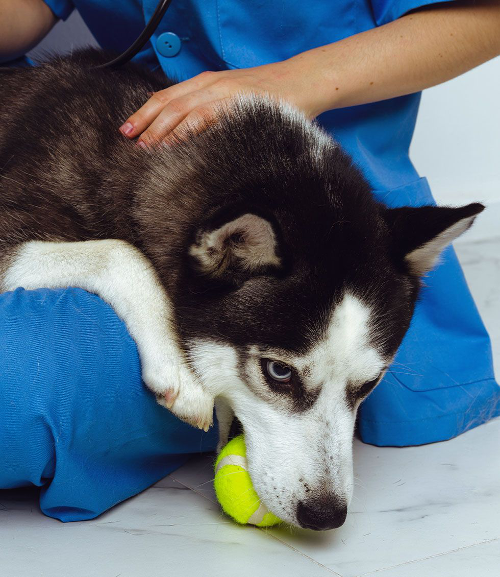 siberian husky dog with a green ball