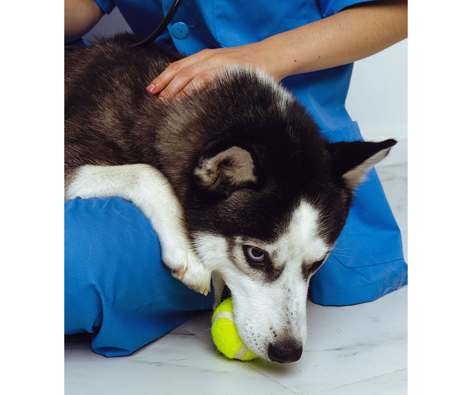 siberian husky dog with a green ball