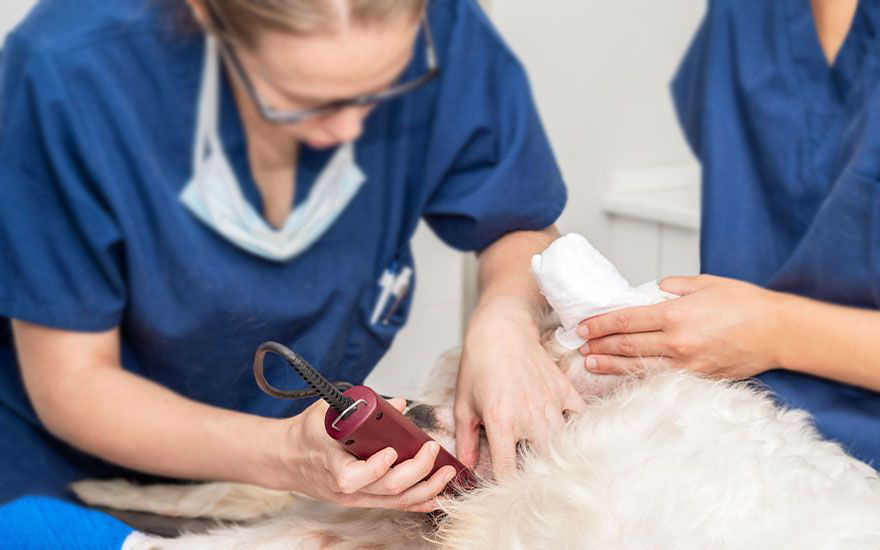veterinarian in a blue coat shaving a dog for a surgery