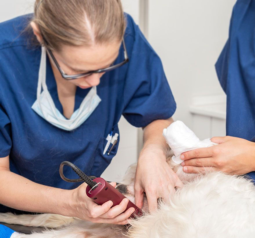 veterinarian in a blue coat shaving a dog for a surgical procedure at eldorado animal clinic