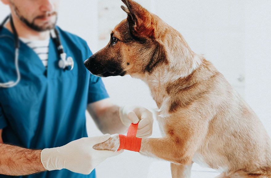 veterinarian in a blue coat shaving a dog for a surgical procedure at eldorado animal clinic