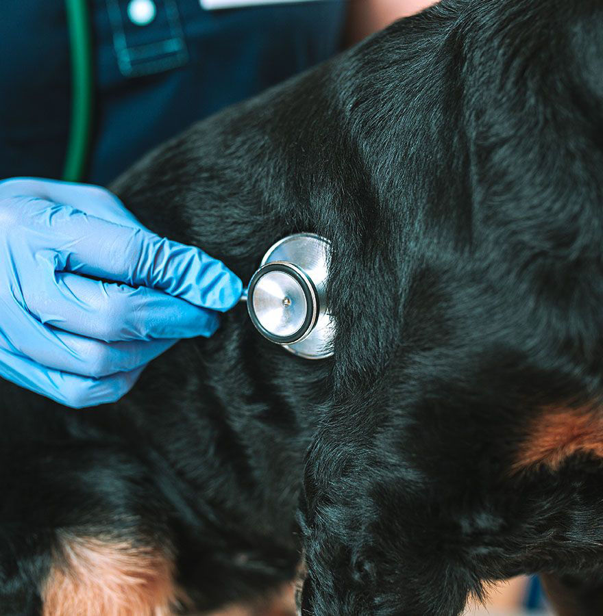 veterinarian with blue gloves checking black dog