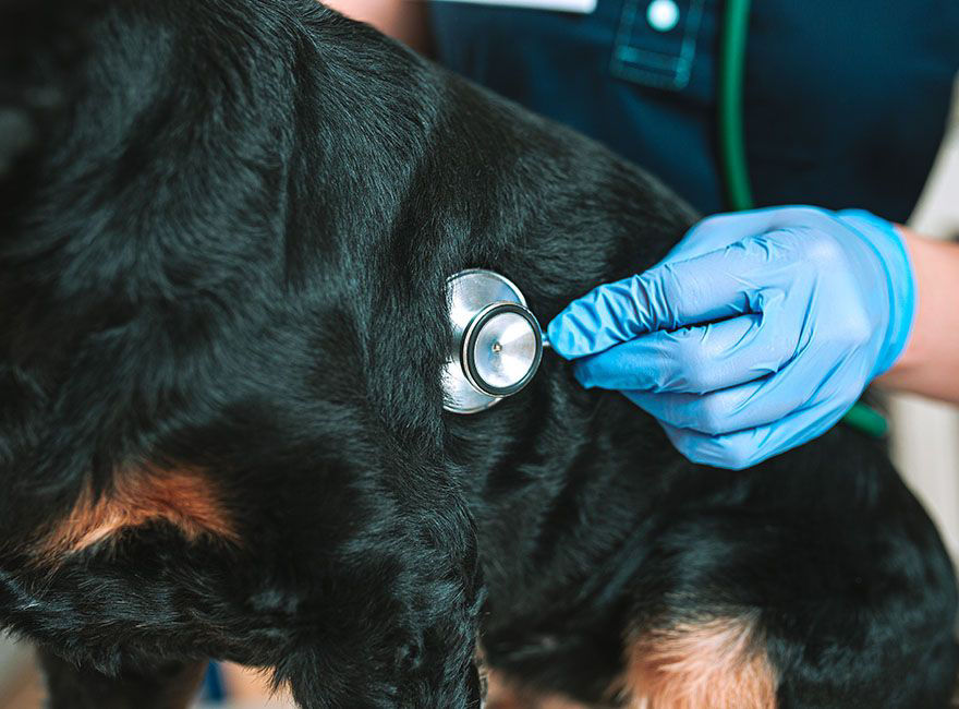 veterinarian checking the dog