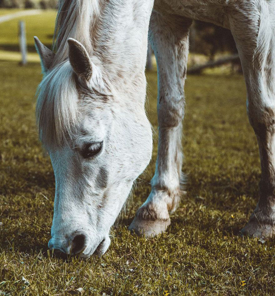 horse eating grass