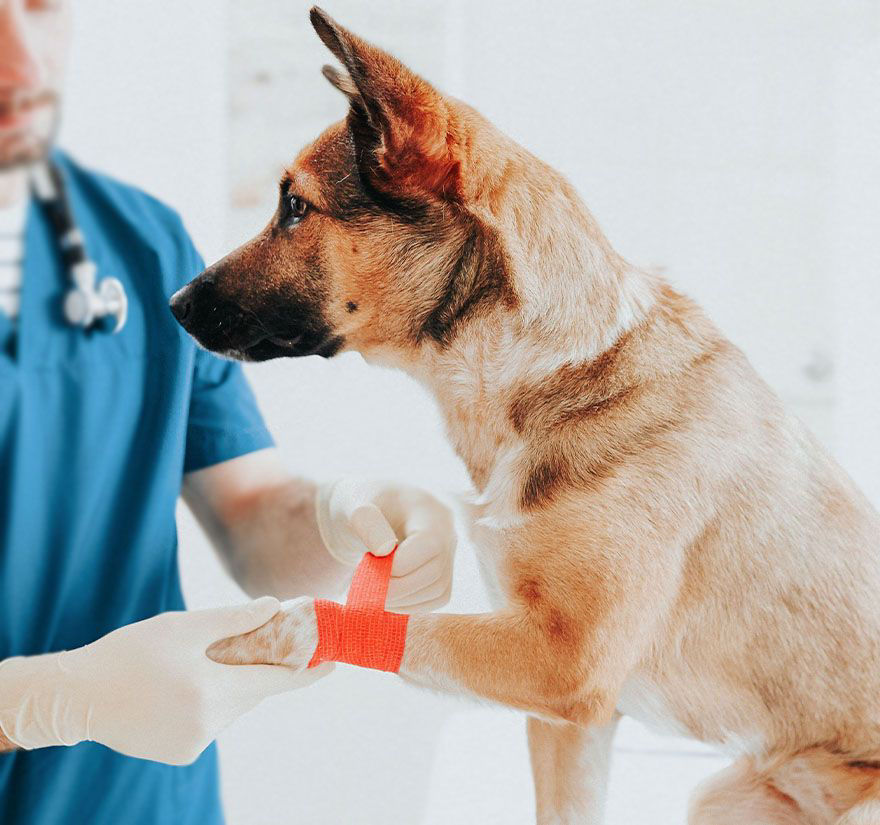 Dog with Vet