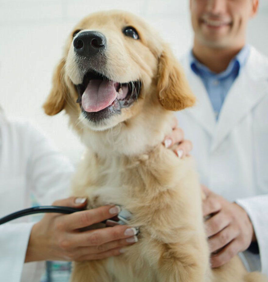 veterinarian checking the dog