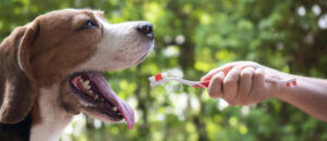 The Importance of Dental Care for Pets