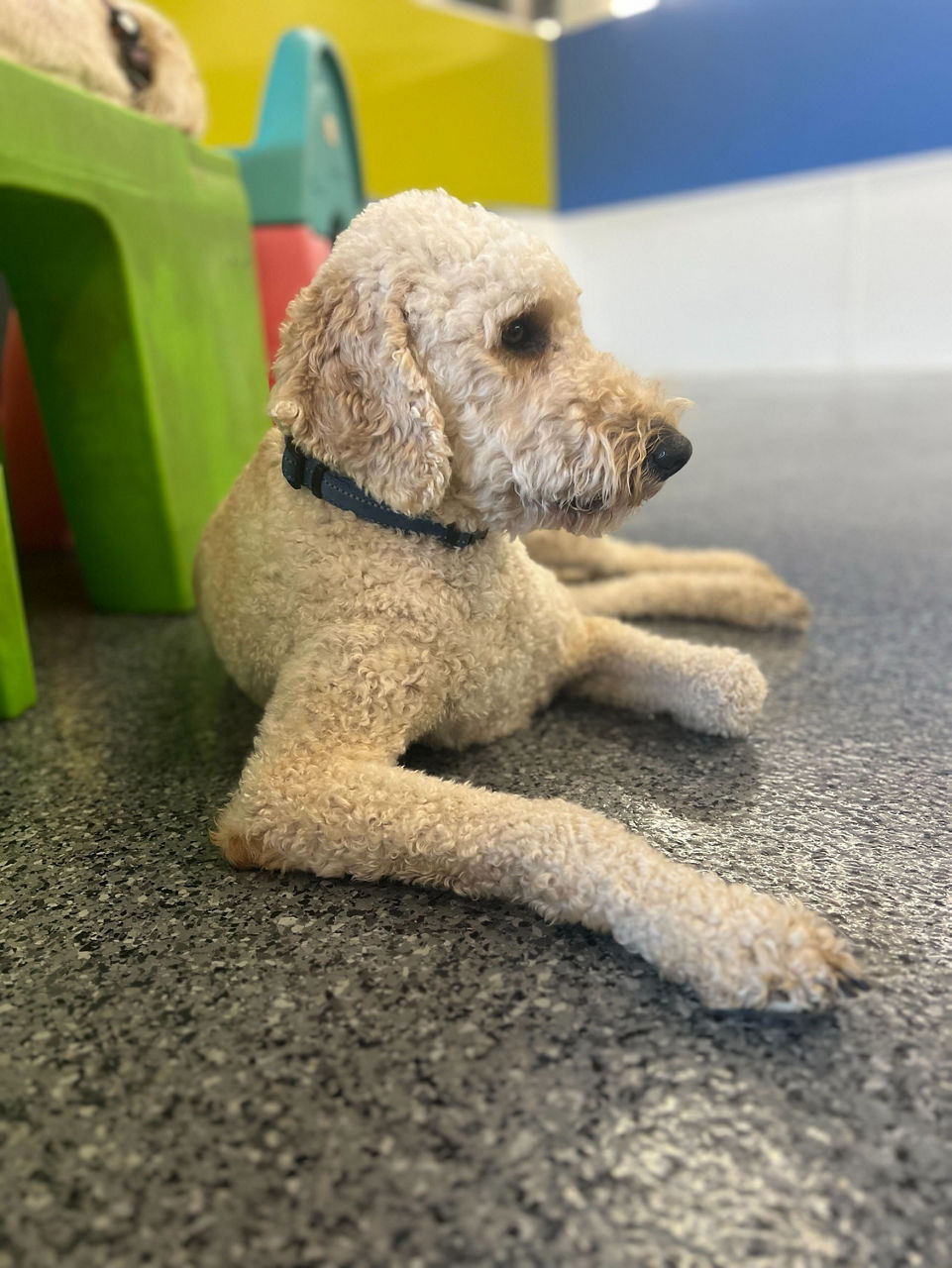 Dog playing in ground