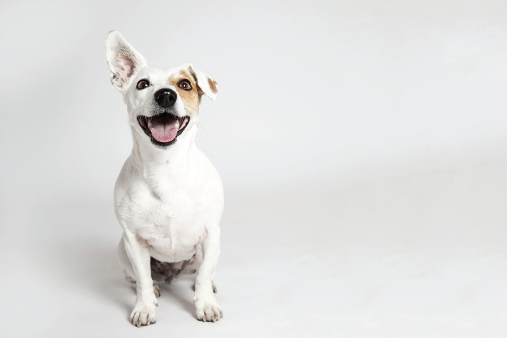 Jack russell terrier sitting