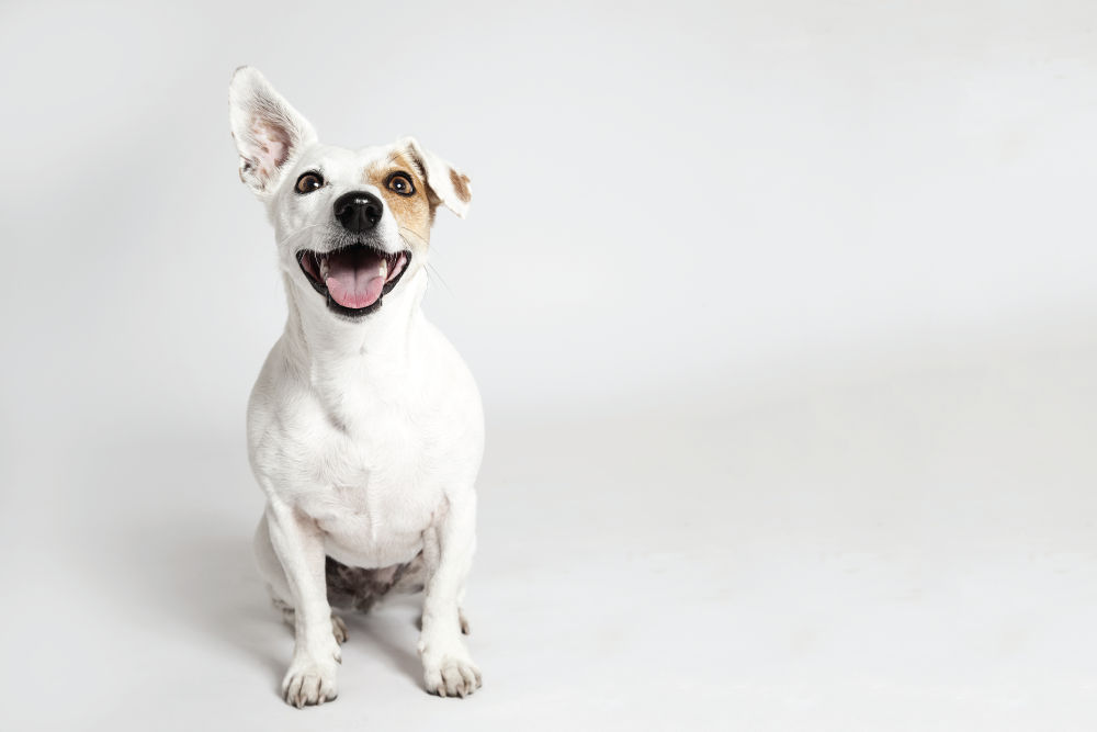 Jack Russell Terrier sitting