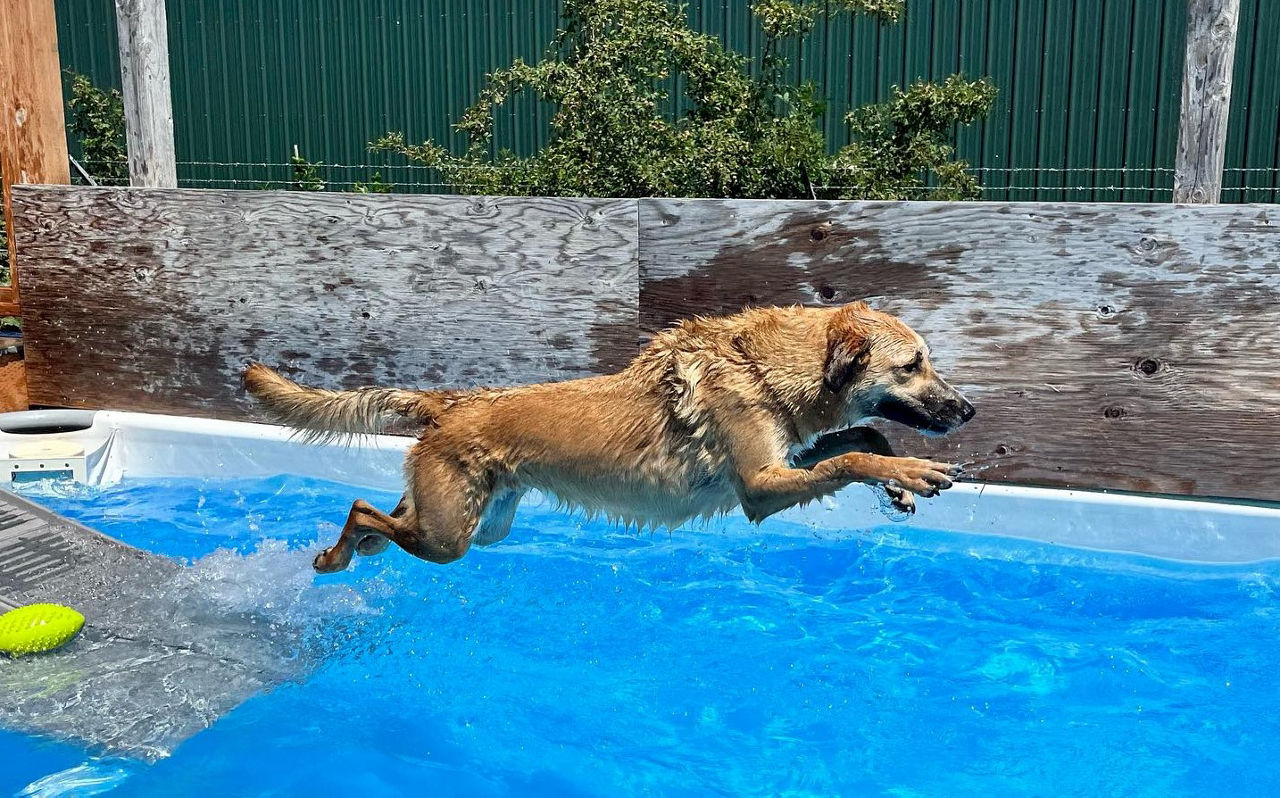 Dog bathing