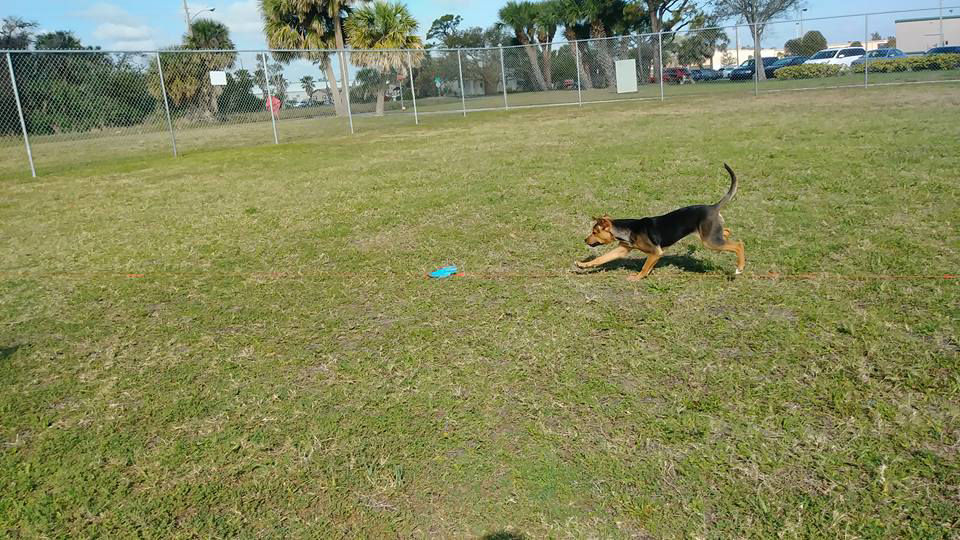 Brown and black dog playing outside.