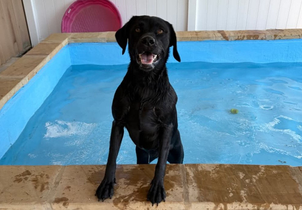 Black dog happy stepping out of swimming pool.