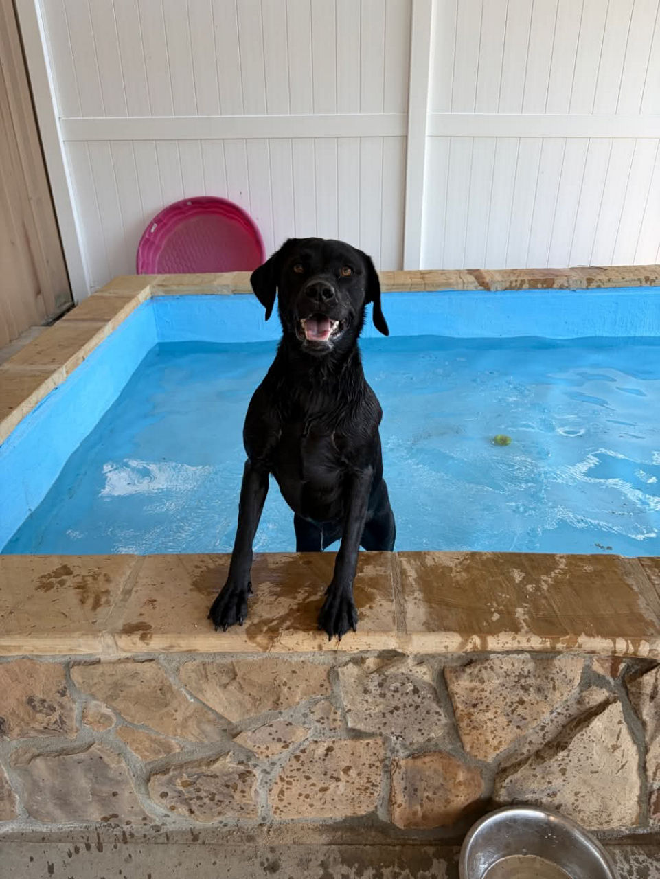 Dog resting